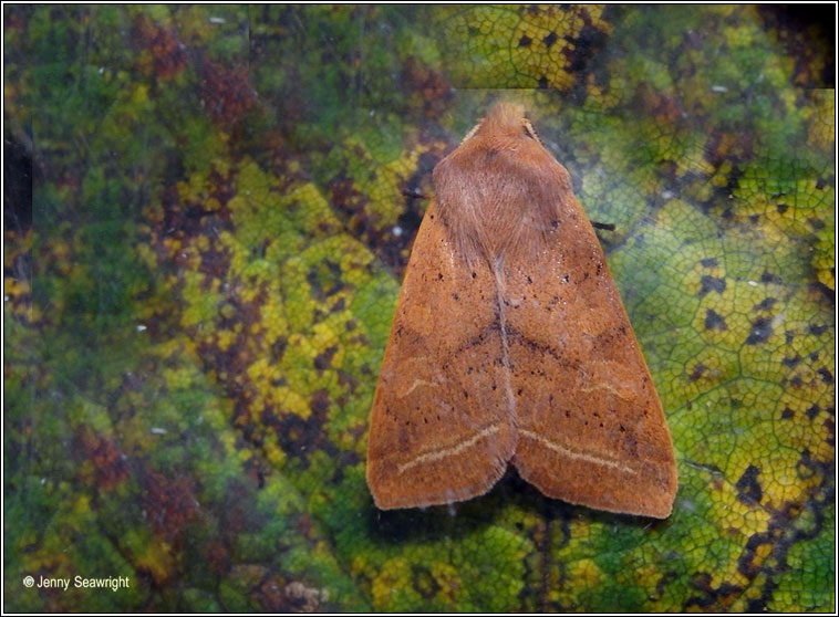 Yellow-line Quaker, Agrochola macilenta