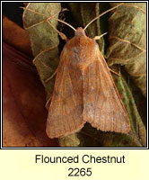 Flounced Chestnut, Agrochola helvola