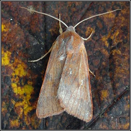 Flounced Chestnut, Agrochola helvola