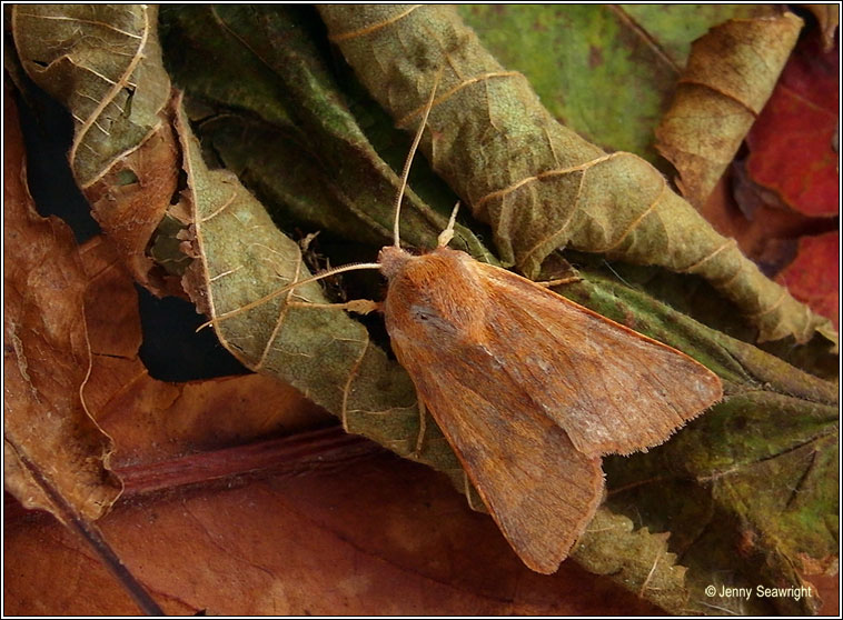 Flounced Chestnut, Agrochola helvola