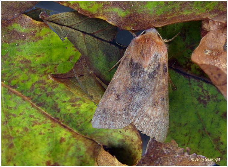 Flounced Chestnut, Agrochola helvola