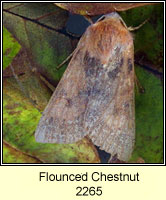 Flounced Chestnut, Agrochola helvola