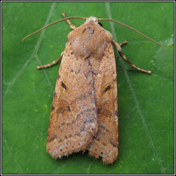 Beaded Chestnut, Agrochola lychnidis