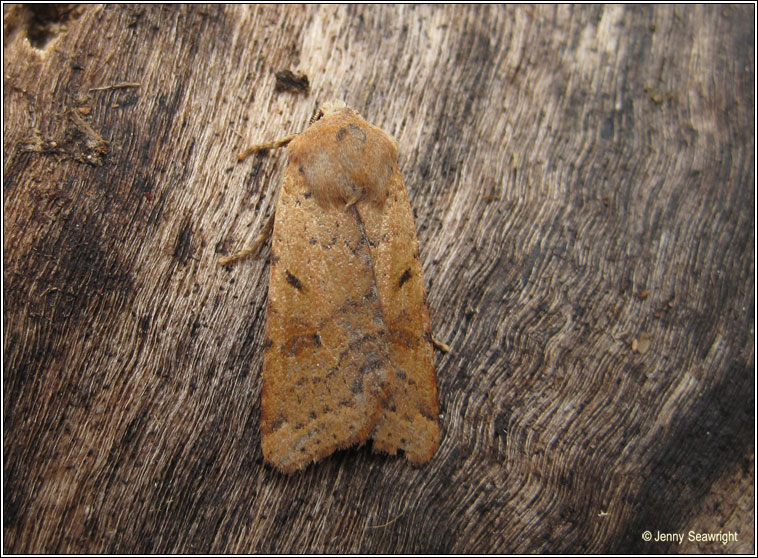 Beaded Chestnut, Agrochola lychnidis