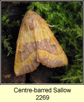 Centre-barred Sallow, Atethmia centrago