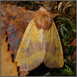 Centre-barred Sallow, Atethmia centrago