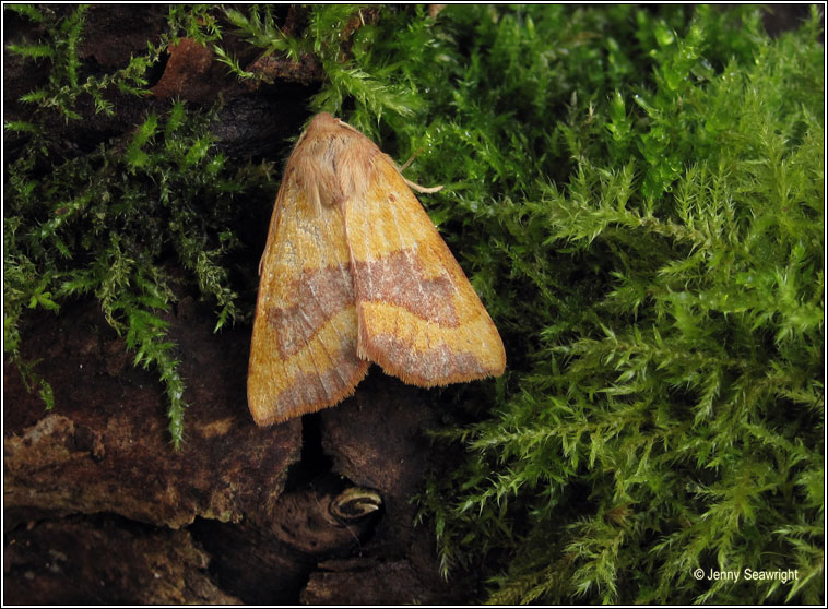 Centre-barred Sallow, Atethmia centrago