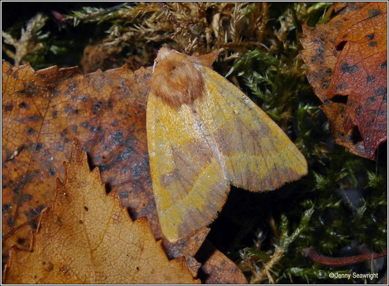 Centre-barred Sallow, Atethmia centrago