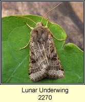 Lunar Underwing, Omphaloscelis lunosa