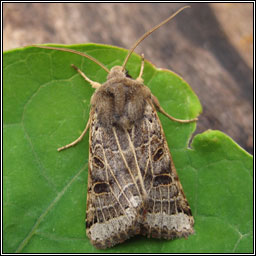 Lunar Underwing, Omphaloscelis lunosa