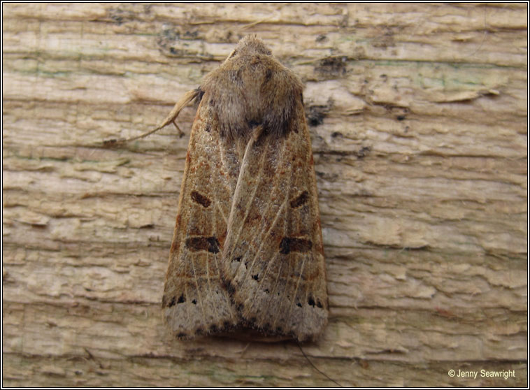 Lunar Underwing, Omphaloscelis lunosa