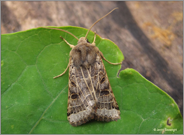 Lunar Underwing, Omphaloscelis lunosa