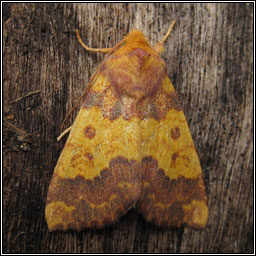 Barred Sallow, Xanthia aurago