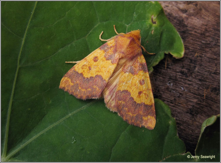 Barred Sallow, Xanthia aurago