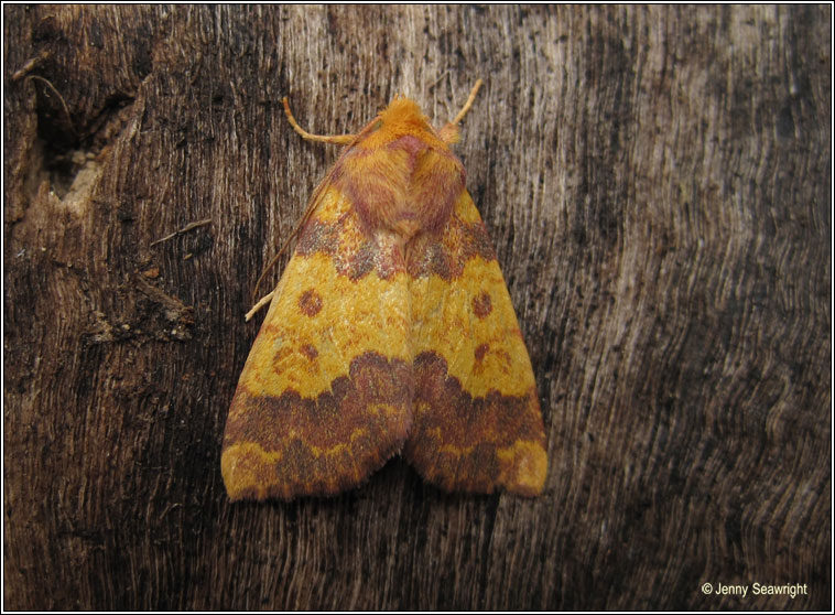 Barred Sallow, Xanthia aurago