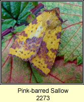 Pink-barred Sallow, Xanthia togata