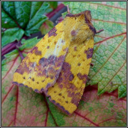 Pink-barred Sallow, Xanthia togata