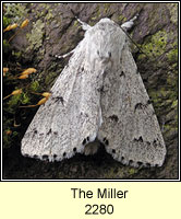 The Miller, Acronicta leporina