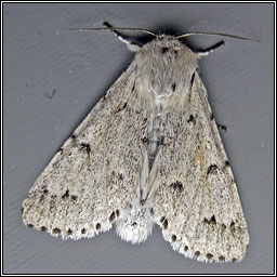 The Miller, Acronicta leporina