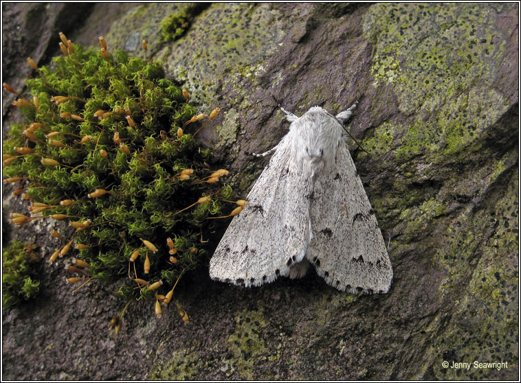 The Miller, Acronicta leporina