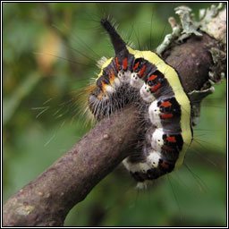 Grey Dagger, Acronicta psi