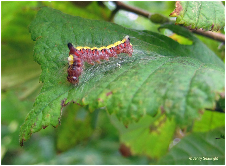 Grey Dagger, Acronicta psi (caterpillar)