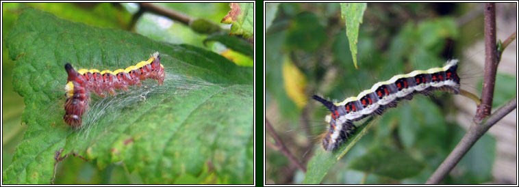 Grey Dagger, Acronicta psi (caterpillar)