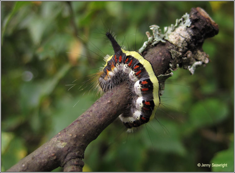 Grey Dagger, Acronicta psi (caterpillar)