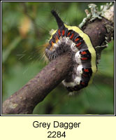 Grey Dagger, Acronicta psi (caterpillar)