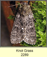 Knot Grass, Acronicta rumicis