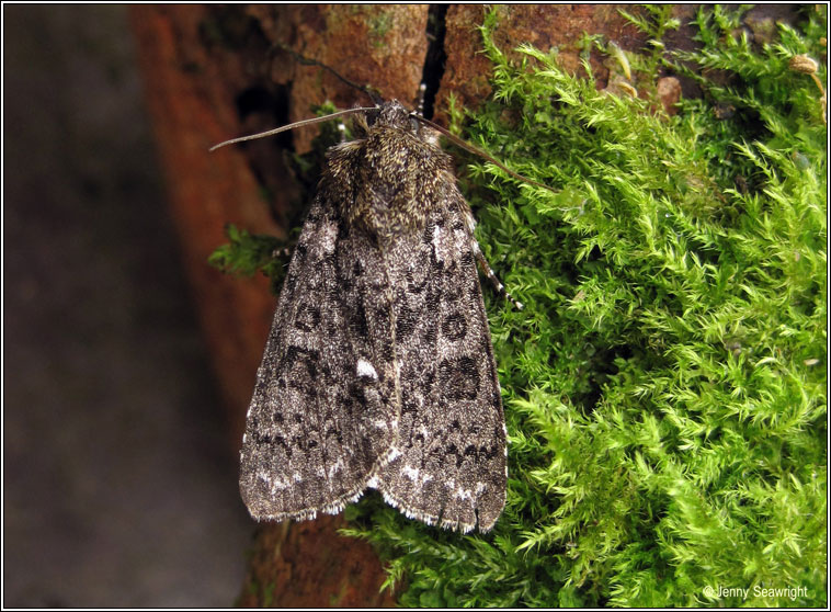 Knot Grass, Acronicta rumicis