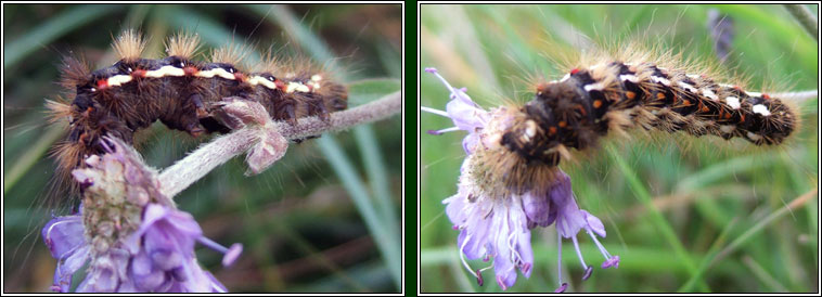 Knot Grass, Acronicta rumicis