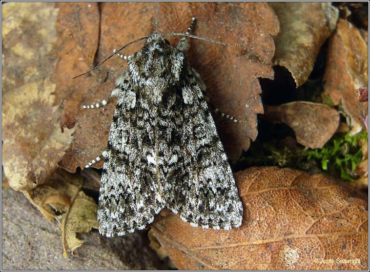 Knot Grass, Acronicta rumicis