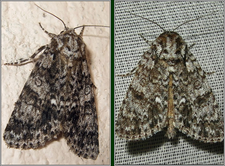 Knot Grass, Acronicta rumicis