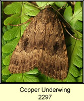 Copper Underwing, Amphipyra pyramidea