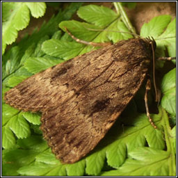 Copper Underwing, Amphipyra pyramidea