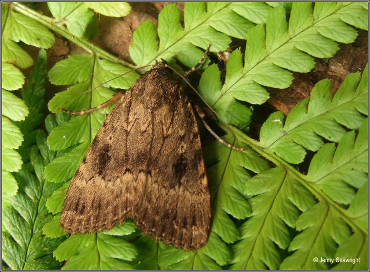 Copper Underwing, Amphipyra pyramidea