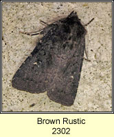 Brown Rustic, Rusina ferruginea