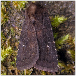 Brown Rustic, Rusina ferruginea