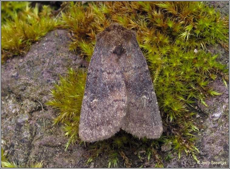 Brown Rustic, Rusina ferruginea