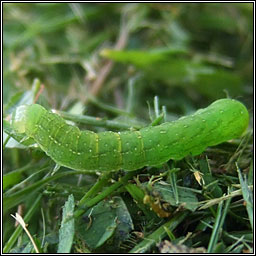 Small Angle Shades, Euplexia lucipara