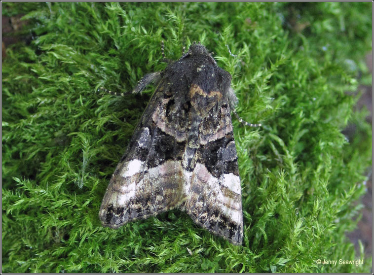 Small Angle Shades, Euplexia lucipara