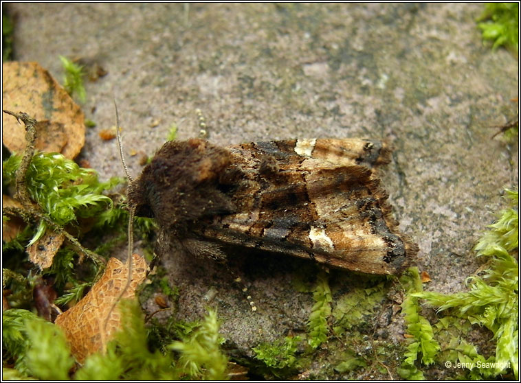 Small Angle Shades, Euplexia lucipara