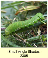 Small Angle Shades, Euplexia lucipara (caterpillar)