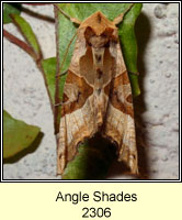 Angle Shades, Phlogophora meticulosa