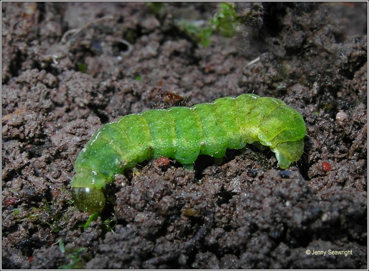 Angle Shades, larva