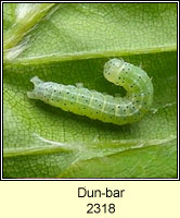 Dun-bar, Cosmia trapezina