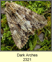 Dark Arches, Apamea monoglypha