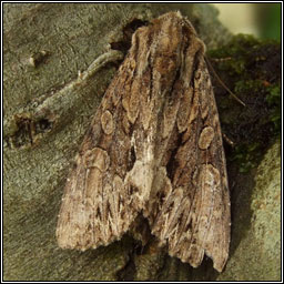 Dark Arches, Apamea monoglypha