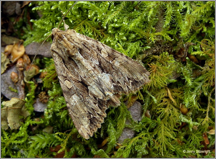 Dark Arches, Apamea monoglypha